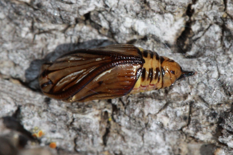 oak moth chrysalis